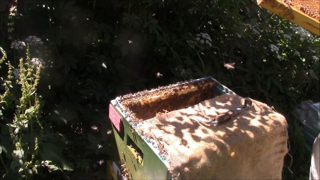 Переборка отроившеся семьи и подсадка роя. смотреть онлайн