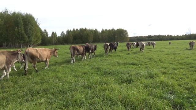 Дрессированные коровы
