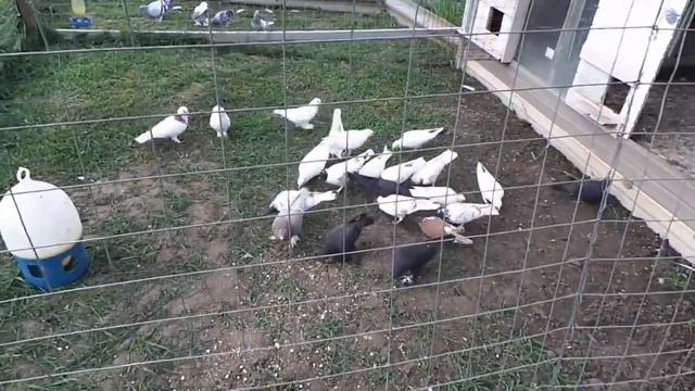 23 мая как кормить племенных чтобы птенцы были крепкие смотреть онлайн