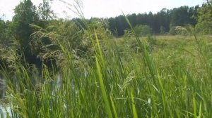 А я хочу а я хочу опять по крышам бегать голубей гонять.