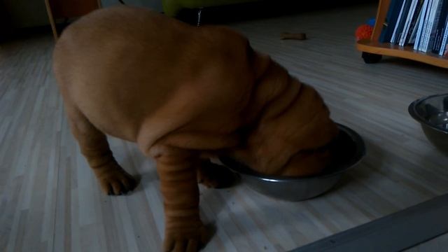 Кормление щенка шарпея смотреть онлайн