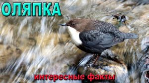 Оляпка, интересные факты.