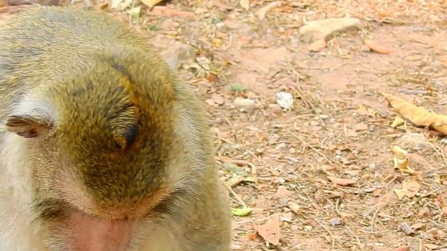 MATING IN OPEN AREA- NATURE LIFE OF MONKEY смотреть онлайн