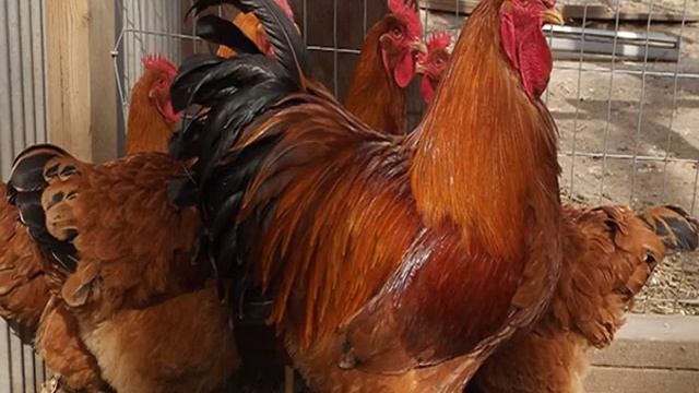 Породы кур смотреть онлайн