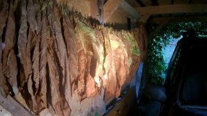 Выращивание табака в домашних условиях, этапы табачного листа до чердака, сезон 2021.