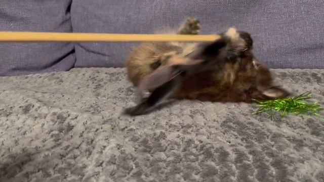 Кошечка красавица породы Мейнкун продажа смотреть онлайн