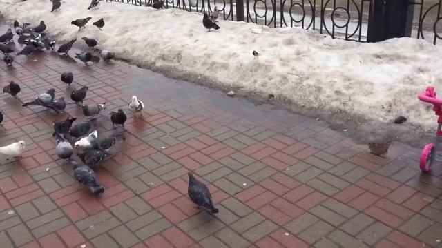 Николета гуляет с Беби Бон, кормит голубей и катает красивую коляску смотреть онлайн