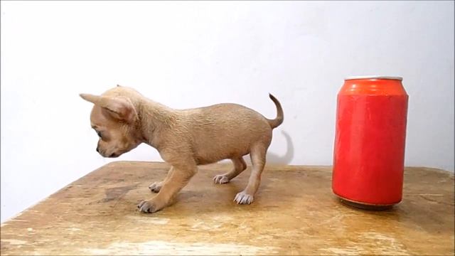 Hembrita Chihuahua Mini Disponible - Febrero 2018 смотреть онлайн