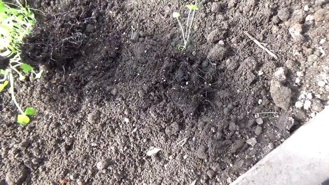 сельдерей черешковый на пмж смотреть онлайн
