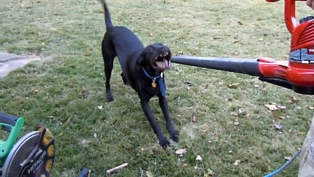 Jackson and the leaf blower смотреть онлайн