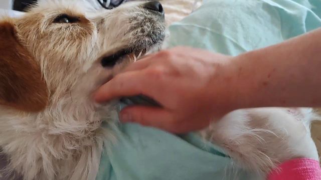 ПАЛЬМА ДОМА/ ЛАПАРОТОМИЯ ПОСЛЕ СТЕРИЛИЗАЦИИ/ НЕКРОЗ САЛЬНИКА смотреть онлайн