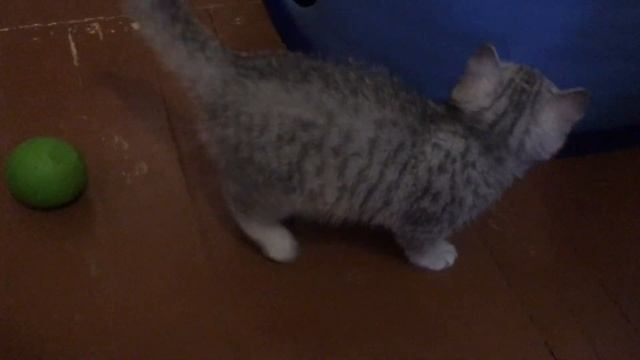 Британский котенок (2 месяца) играет на домике с когтеточкой. смотреть онлайн