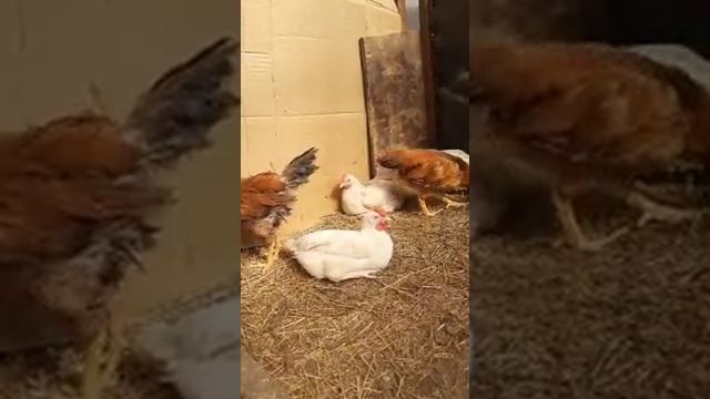 Куры-несушки. 3 месяца. Кучинские и пушкинские куры и петухи. смотреть онлайн