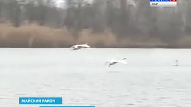 Лебеди прилетают в КБР смотреть онлайн