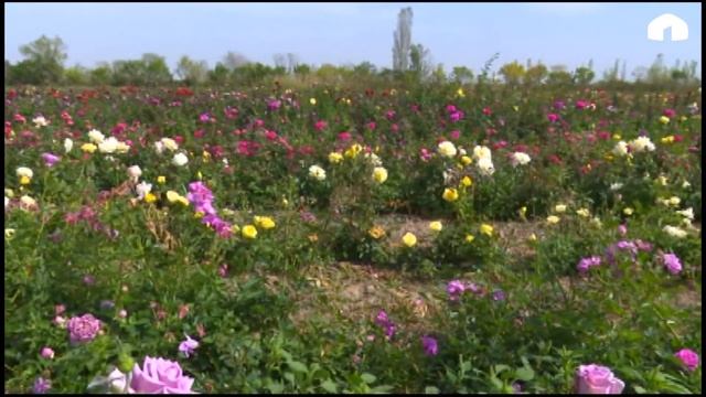 "Агро Чарба"/ Роза гүлүн өстүрүүнүн жана туура кам көрүүнүн сырлары смотреть онлайн