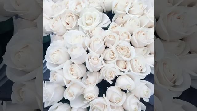 Виктор Могилатов (ЭТИ РОЗЫ 🌹) смотреть онлайн
