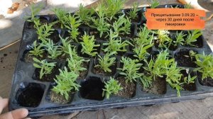 Лаванда из семян - пошаговая инструкция успешного выращивания