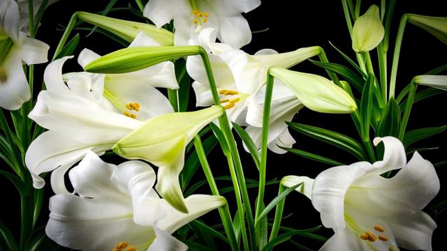 Flower Blooming Time Lapse video #gardening101 #plants #planthacks #care #tips #beauty #nature смотреть онлайн