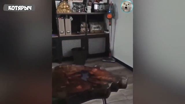 ПРИКОЛЫ С ЖИВОТНЫМИ?? _ СМЕШНЫЕ КОТЫ и СОБАКИ? смотреть онлайн