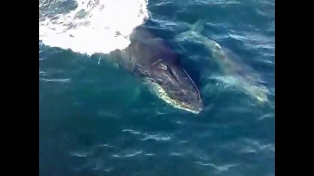 Волшебный мир китов.Песня горбатого кита смотреть онлайн