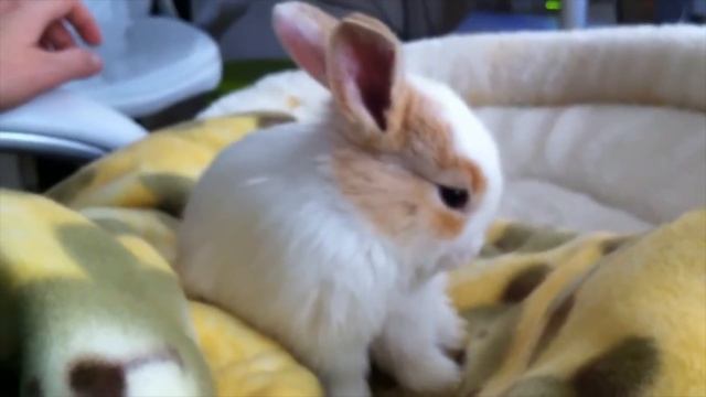 Cute toy bunny clean itself and face compilation смотреть онлайн