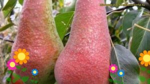 Груша обыкновенная Яковлевская. Краткий обзор, описание характеристик pyrus communis Iakovlevskaia