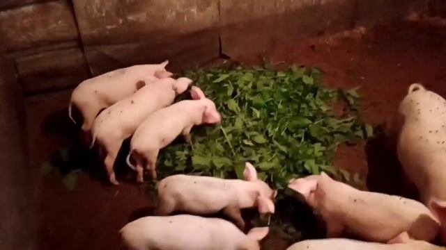 Накосила крапивы, поросята довольны ?Чем обшит наш дом. смотреть онлайн