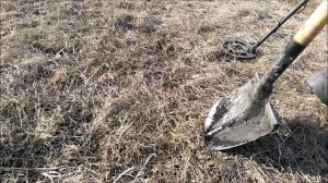 Нашел петровские монеты. Коп монет