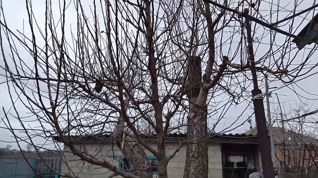 Білий налив ,та приживлений Сорт Гала маст ,та Дельбарістивале через вставку мм-106(середне-росле) смотреть онлайн