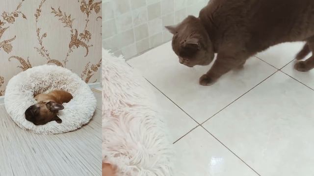 15 ЛУЧШИХ ТОВАРОВ ДЛЯ ДОМА С ALIEXPRESS! УДАЧНЫЕ покупки для дома и кухни, декор смотреть онлайн