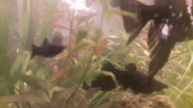 Роды у моллинезии. Мальки моллинезии. Моллинезия рожает. смотреть онлайн