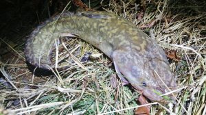 Ловля налима на закидушки в октябре. Осенний налим на червя. Вечерняя ловля налима на реке Ишим.