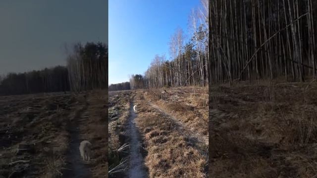 Тёплая зима 2020. Лес. Гомель, Жгунь, Добруш.