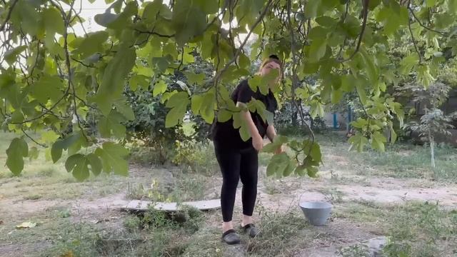 Mix Of Eggplant And Fruit Harvest | Grandma Cooked A Huge Turkey In The Tandoor For Lunch