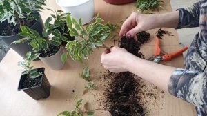 Фикус Бенджамина / Плетение стволов