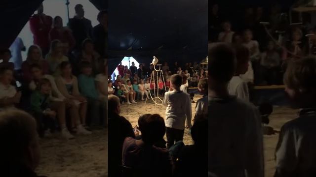 Zirkus Grundschule Uesen смотреть онлайн