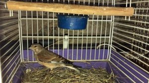 Удачная ловля щеглов,реполова в не удачный день.