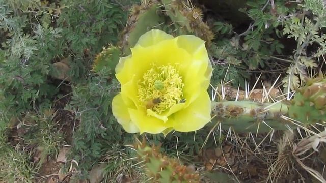 The Plant Traveller: Cactus: Opuntia engelmannii in Habitat смотреть онлайн