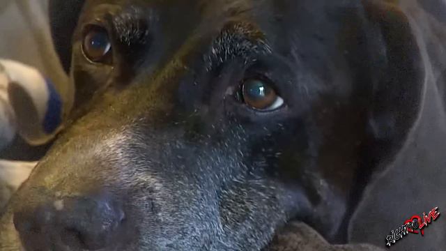 Умирая, мать пыталась согреть своих новорожденных малышей! Посмотрите, что было дальше! смотреть онлайн