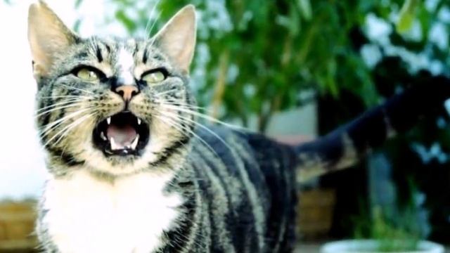 ПОЧЕМУ КРИЧИТ КОТ WHY DOES THE CAT SCREAM Как успокоить котика смотреть онлайн