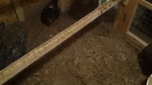 Бактерии для подстилки в курятник.//Честный отзыв.