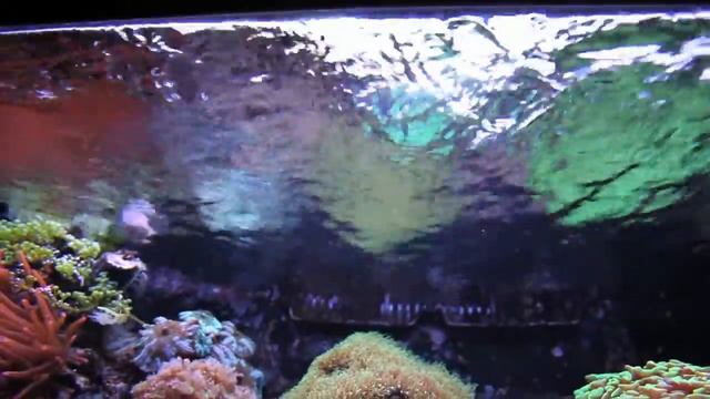 Red Sea Max reef system v.2.0 смотреть онлайн