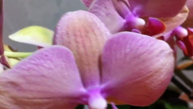 Phal. Venetian Peach 'Peach Delight' // Фаленопсис "Венецианский Персик "Персиковое Наслаждение" смотреть онлайн