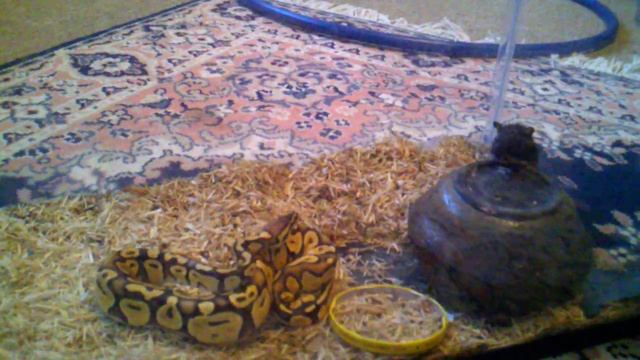 Super pastel ball python Vs. Gerbil смотреть онлайн