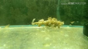 Гаммарус разведение (живой корм для рыб)/Gommarus breeding (live food for fish)