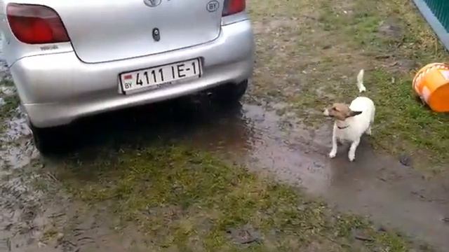 ДЖЕК РАССЕЛ .. МОЕМ МАШИНУ