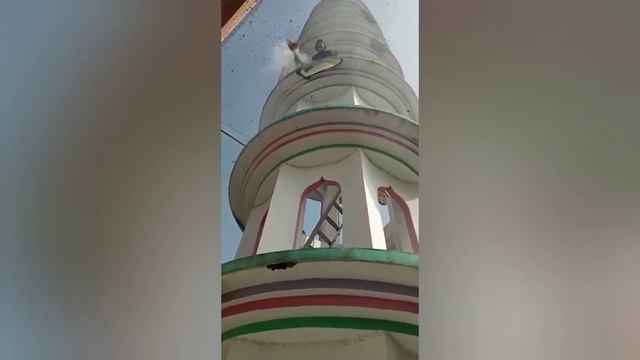 Пчеловодство.Роебойное пчеловодство в Индии.Как собирают в Индии воск и мёд. #Роебойное_пчеловодств смотреть онлайн