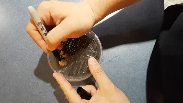 How to Incubate Leachianus Eggs смотреть онлайн