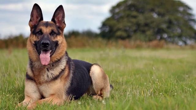 Разведение породистых собак как бизнес идея