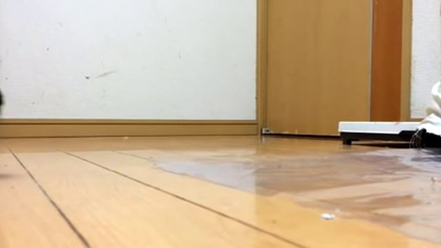 Топот попугая смотреть онлайн